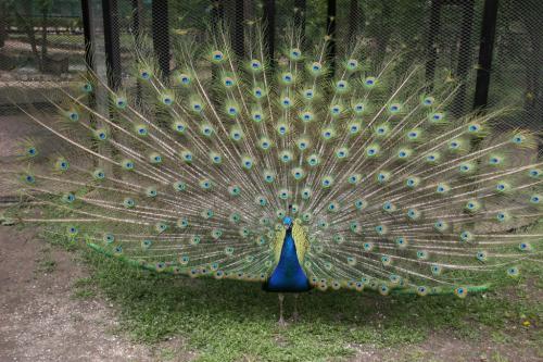 Peacock in all its glory