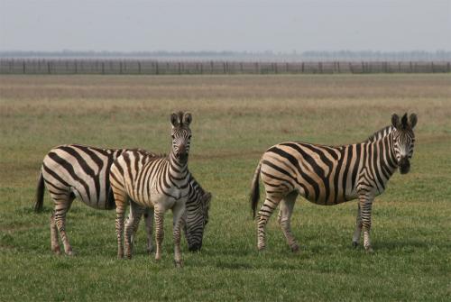 Zebras were the first animals that we saw in the steppe.