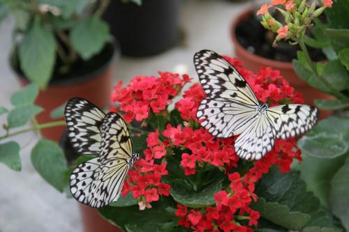 Live tropical butterfly exhibition in Kyiv