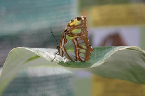 Выставка живых тропических бабочек в Киеве