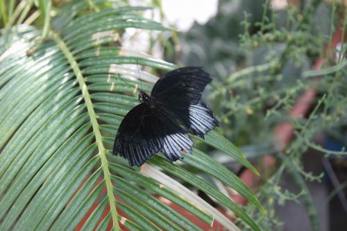 Виставка живих тропічних метеликів у Києві