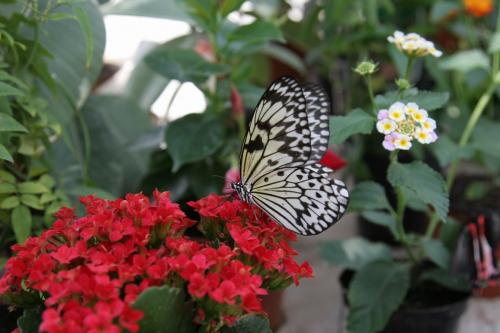 Выставка живых тропических бабочек в Киеве