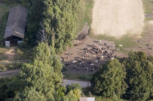 Tiny cows