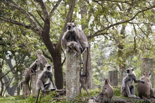 Monkeys on the way to the Bo tree