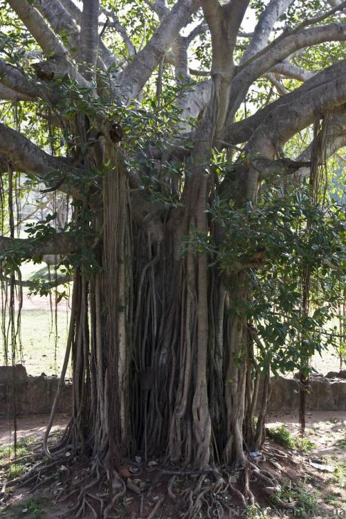 Interesting tree near the Jetavana stupa