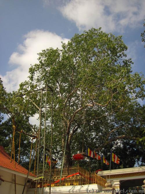 Дерево Бо в Анурадхапурі