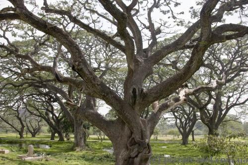 Interesting trees in Anuradhapura
