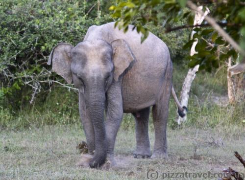 There are many elephants in the park.