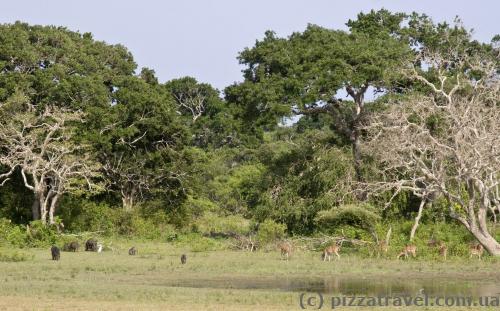 Some animals don't come close and stay at a distance of about 50 meters.