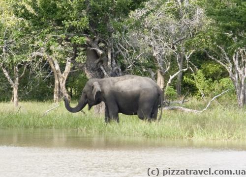 The elephant is bathing.