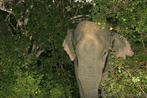 Night was falling, I took a picture of an elephant with a flash...