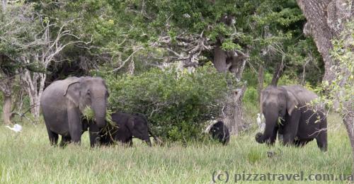 Elephant family