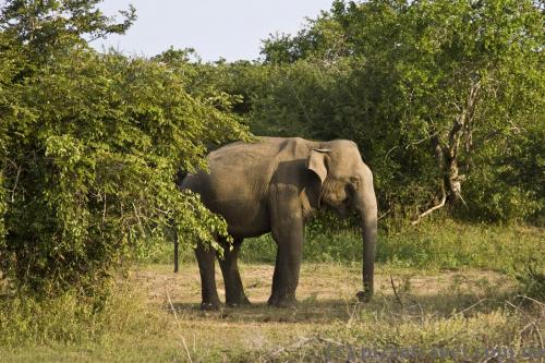 Lonely elephant