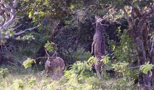 Deer reach out for high branches.