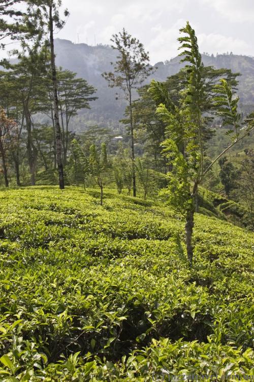 Чайні плантації на Шрі-Ланці