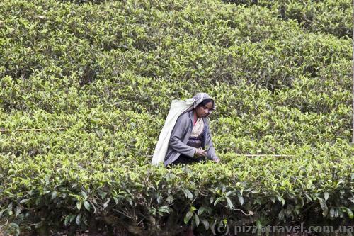 Collection of tea in Sri Lanka