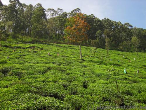 View of the tea plantations from the train