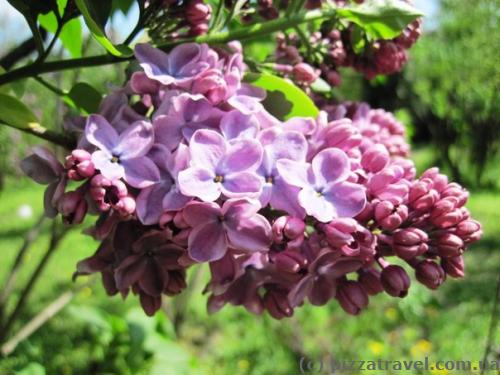 Lilac in Syrets Arboretum