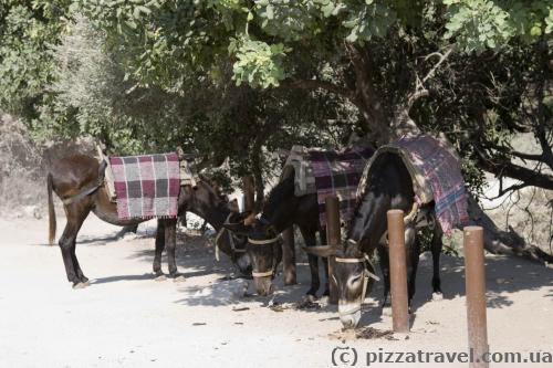 You can ride a donkey in Akamas.