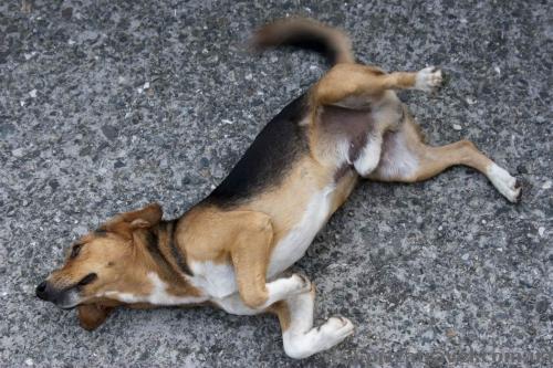 Смешная собака возле Ингурской ГЭС