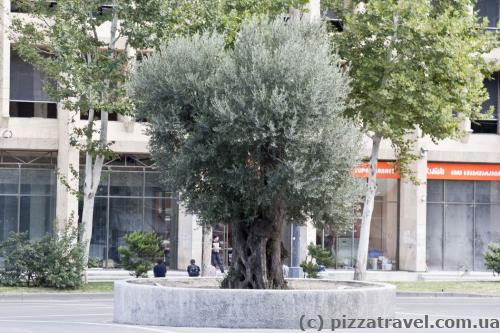 Olive tree