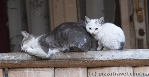 Tbilisi cats