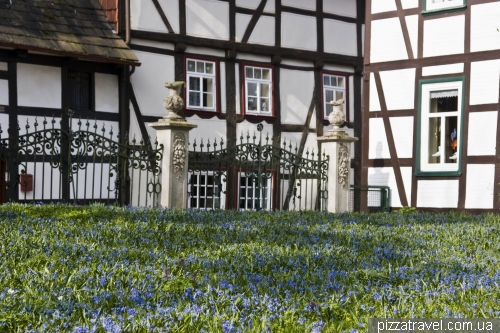 Primroses in Einbeck