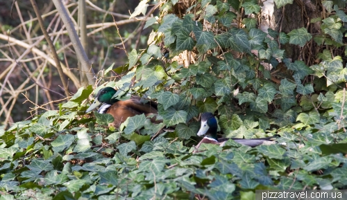 Ducks hiding in foliage