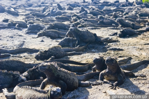 Морські ігуани на острові Фернандіна