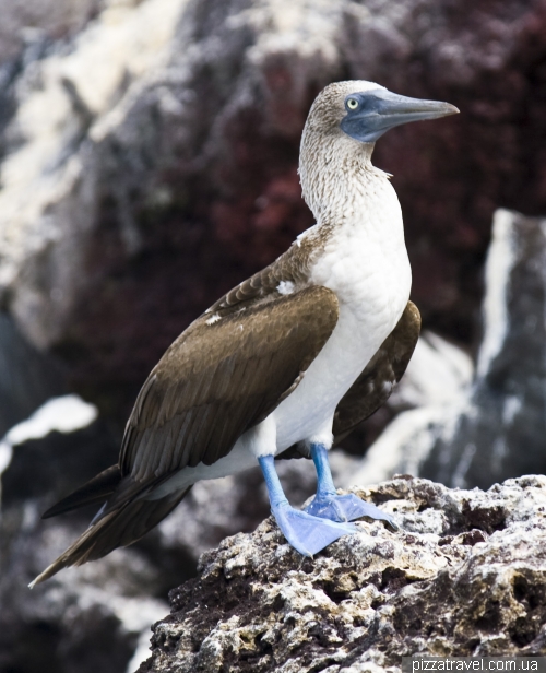 Blue-footed Booby on the Mariela island