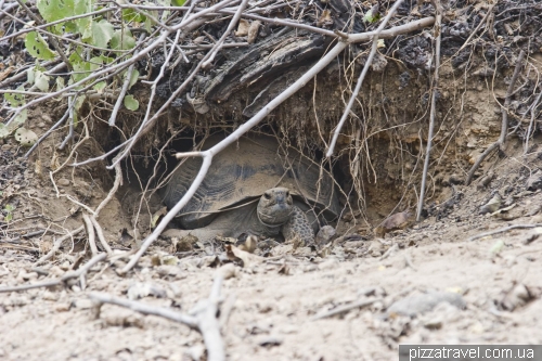 Turtle climbs out of the hole