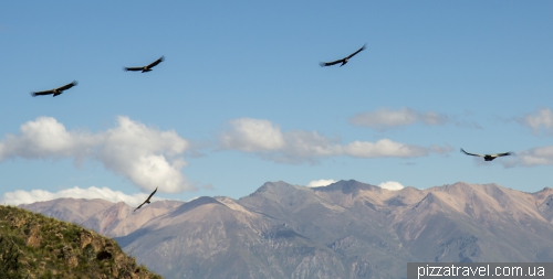 Condors in Colca Canyon