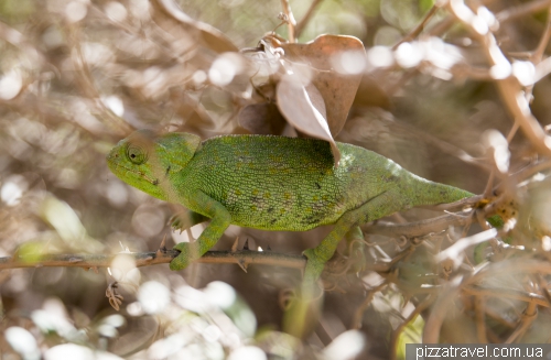 Portuguese chameleon