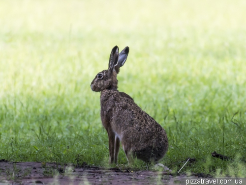 Hare in the zoological garden in Hannover