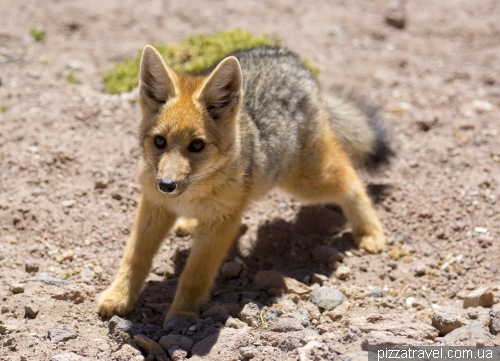 Little Fox in the Atacama Desert