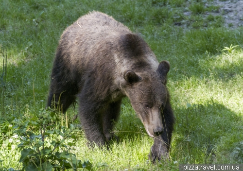 Bears in Romania