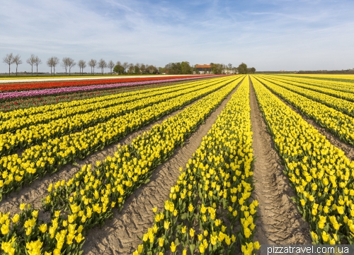 Фестиваль тюльпанів в Нідерландах