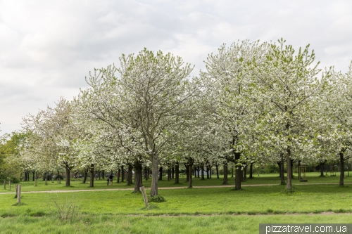 White sakura in Hannover