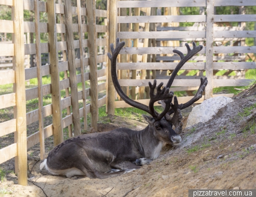 Олений парк Салла (Salla Reindeer Park)