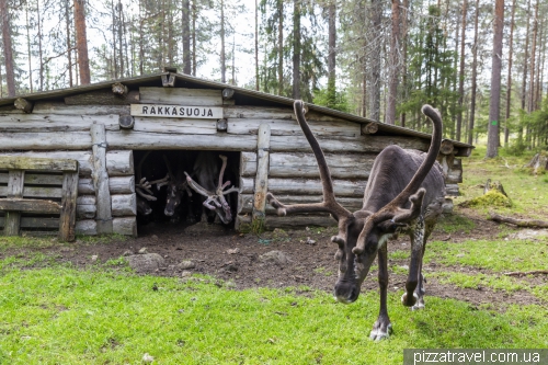 Олений парк Салла (Salla Reindeer Park)