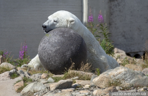 Finland's northernmost zoo in Ranua