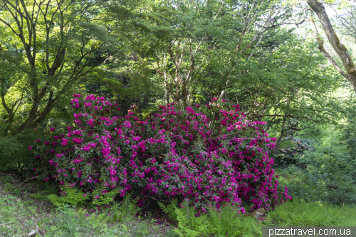 World Forest in the Harz Mountains (WeltWald)