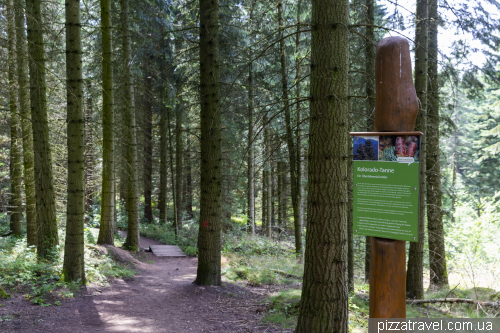 World Forest in the Harz Mountains (WeltWald)