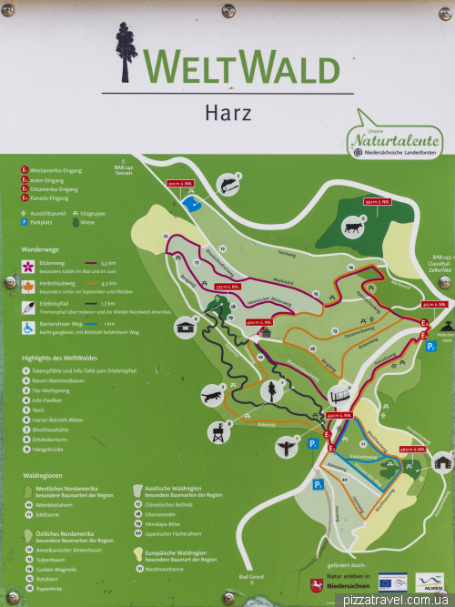 World Forest in the Harz Mountains (WeltWald)