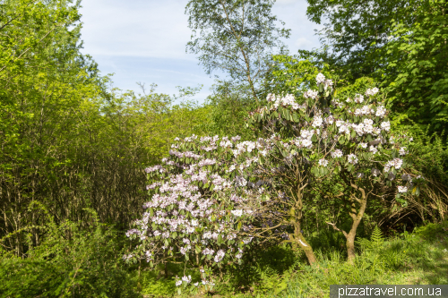 World Forest in the Harz Mountains (WeltWald)