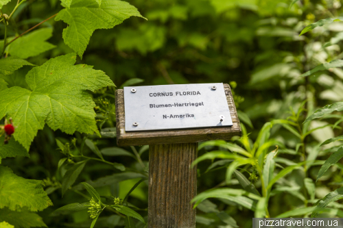 World Forest in the Harz Mountains (WeltWald)