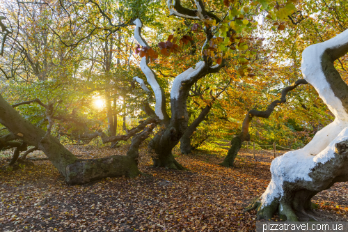 Alley of copper beeches in Bad Nenndorf