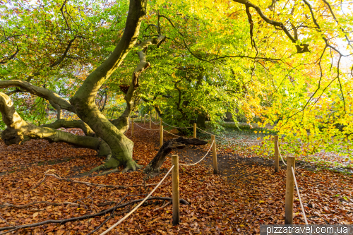 Alley of copper beeches in Bad Nenndorf