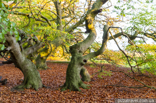 Alley of copper beeches in Bad Nenndorf