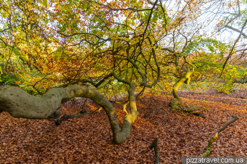 Alley of copper beeches in Bad Nenndorf